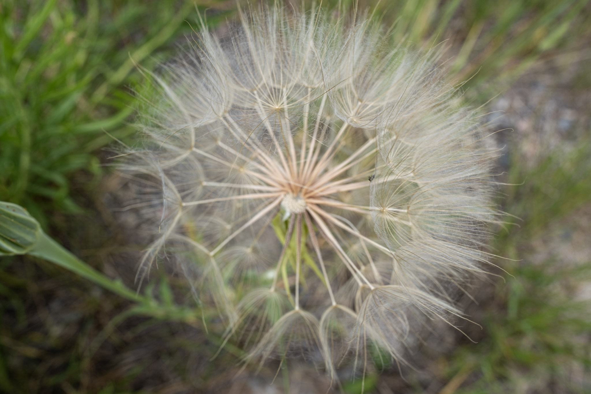 Pale goat's-beard seed head radiating outward against a softly focused green meadow