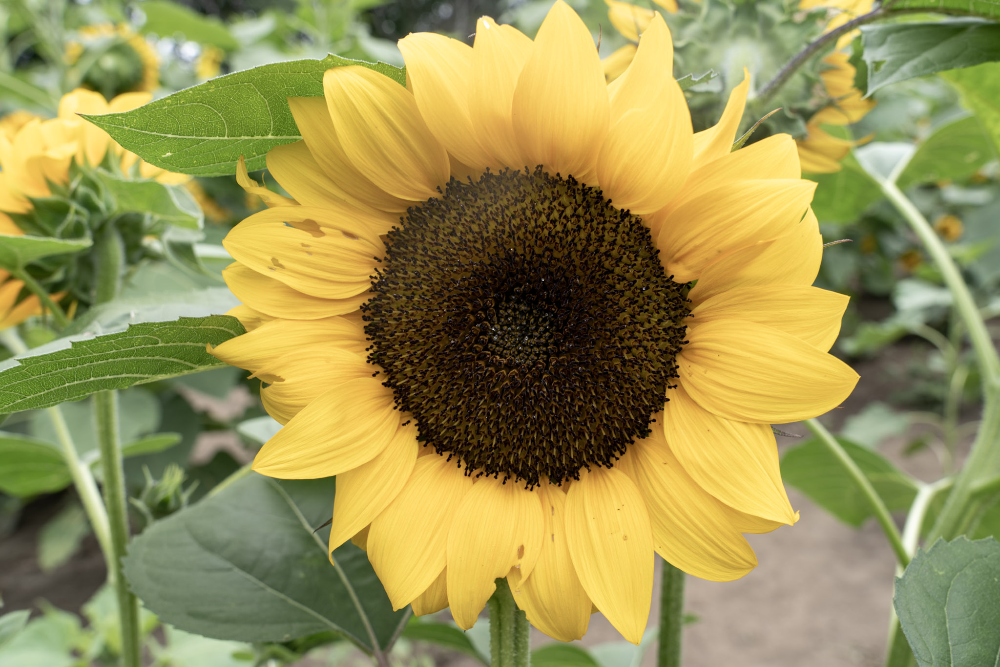 Large yellow sunflower shown frontally among green leaves and other blooms